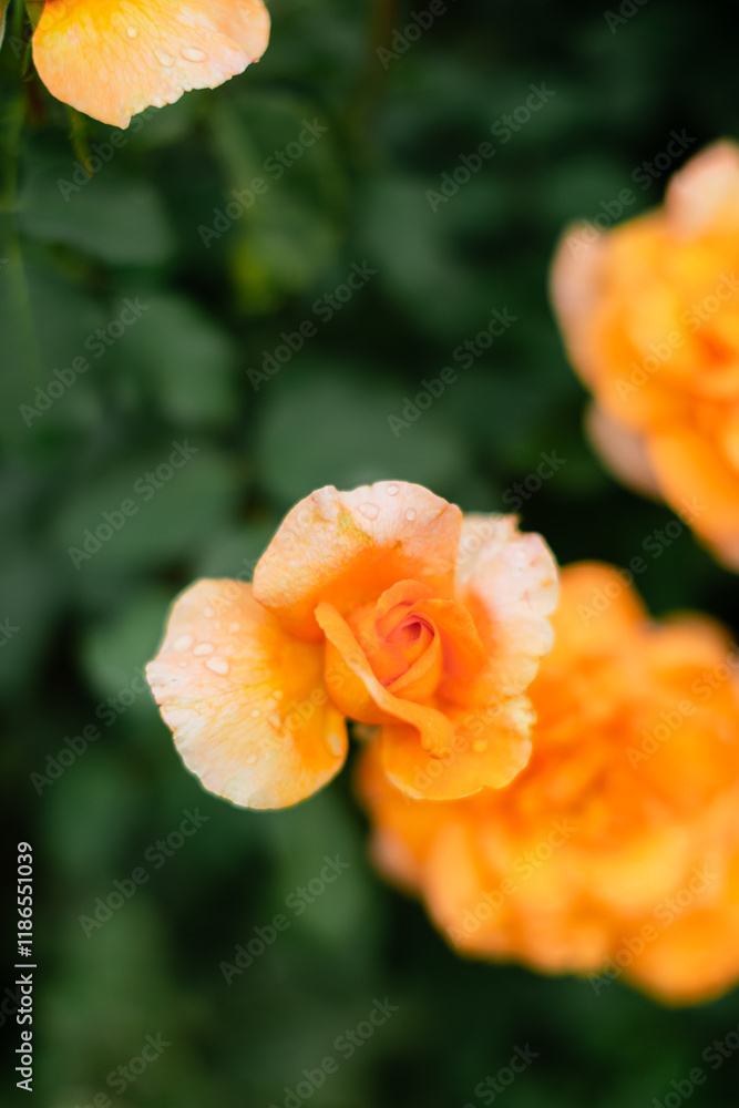 Beautiful peach-colored roses with water droplets on petals against dark green blurred background. Soft focus garden photography with gentle morning dew. Beautiful peach-colored roses with water droplets on petals against dark green blurred background. Soft focus garden photography with gentle morning dew.