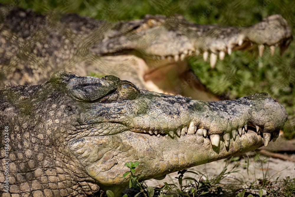 Fototapeta premium Close up of a Saltwater crocodile sunbathing under the sun in Taiping Zoo