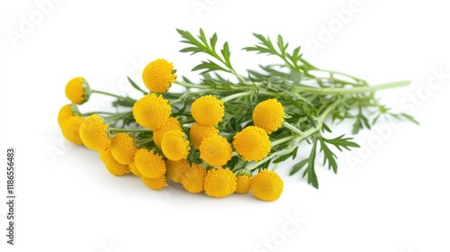 Tansy plant with yellow flowers and green leaves isolated on white background showcasing its medicinal properties and herbal uses photo