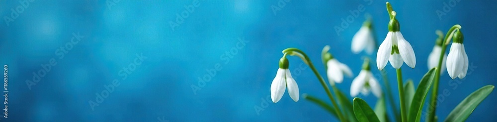 delicate snowdrop blooms on cobalt blue background, nature, flowers delicate snowdrop blooms on cobalt blue background, nature, flowers