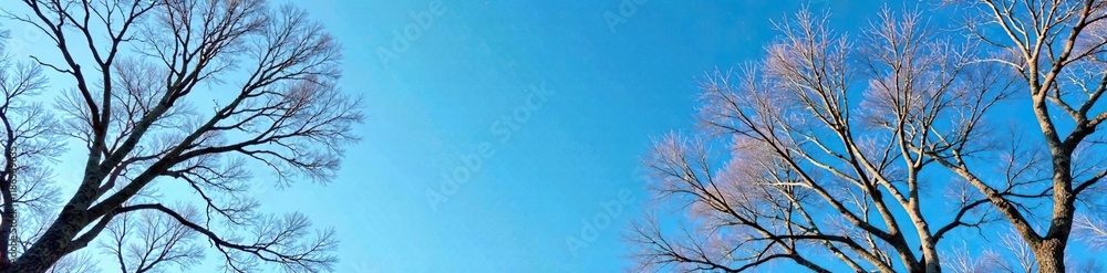 Trees with bare branches against a clear blue sky, tree, sky Trees with bare branches against a clear blue sky, tree, sky