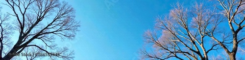 Trees with bare branches against a clear blue sky, tree, sky photo