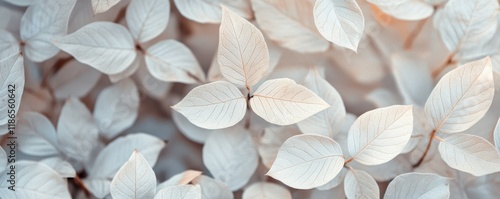 Texture leaves closeup background plant abstract autumn white foliage nature fall