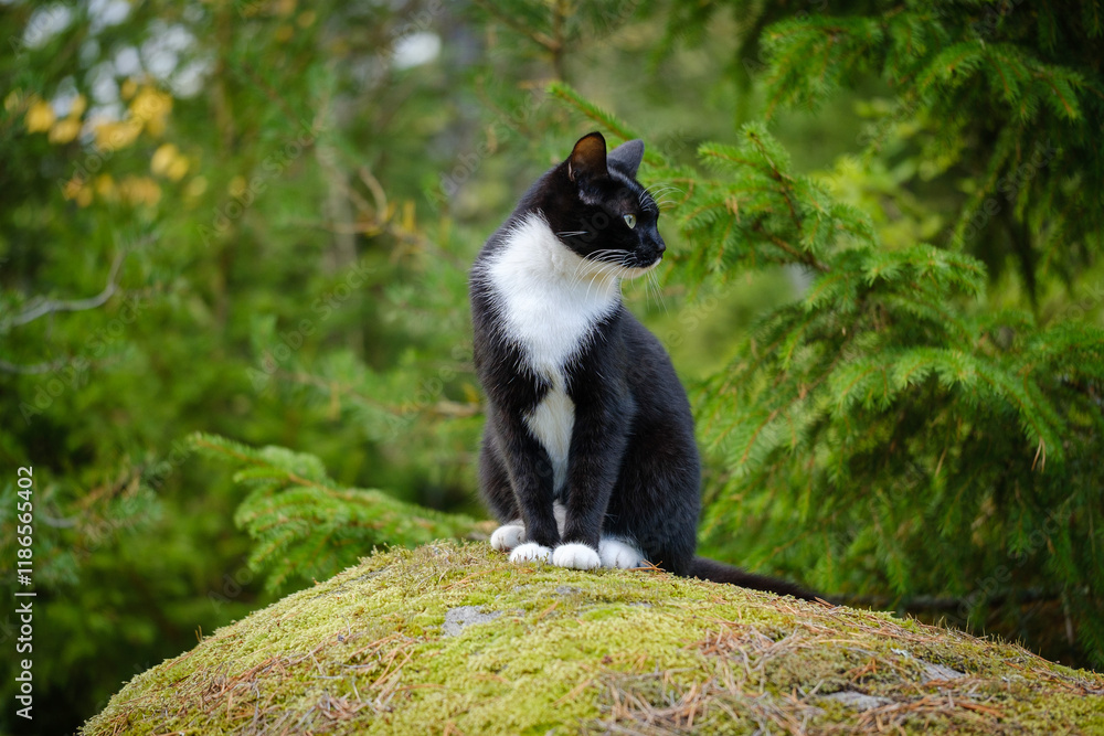 Tuxedo cat in the forest