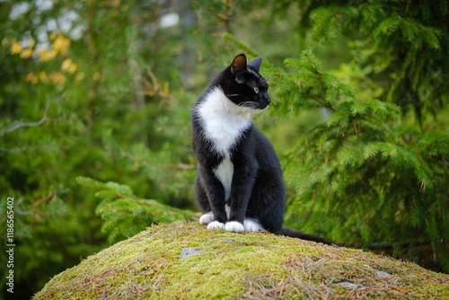 Obraz na płótnie Tuxedo cat in the forest w salonie