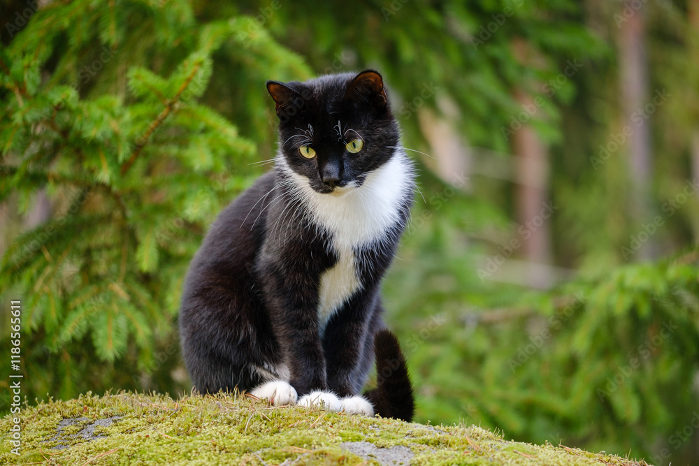 Tuxedo cat in the forest
