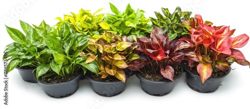 Vibrant callisia plants in colorful arrangements within small pots for stylish indoor decor and botanical aesthetics photo