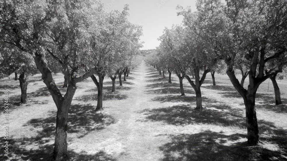 Naklejka premium Sunny orchard with rows of trees casting shadows on the ground in a serene countryside landscape during a bright day