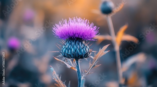 Vibrant violet milk thistle flower in natural setting showcasing fresh and dry foliage against a blurred background photo