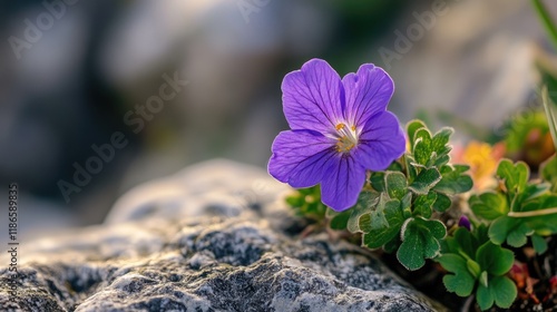 Vibrant violet flower blooming amidst rocky mountain terrain showcasing nature's beauty and resilience.
