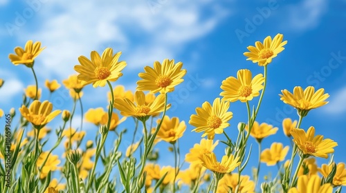 Vibrant yellow Catananche caerulea flowers blooming under a bright blue sky with soft clouds in the background photo