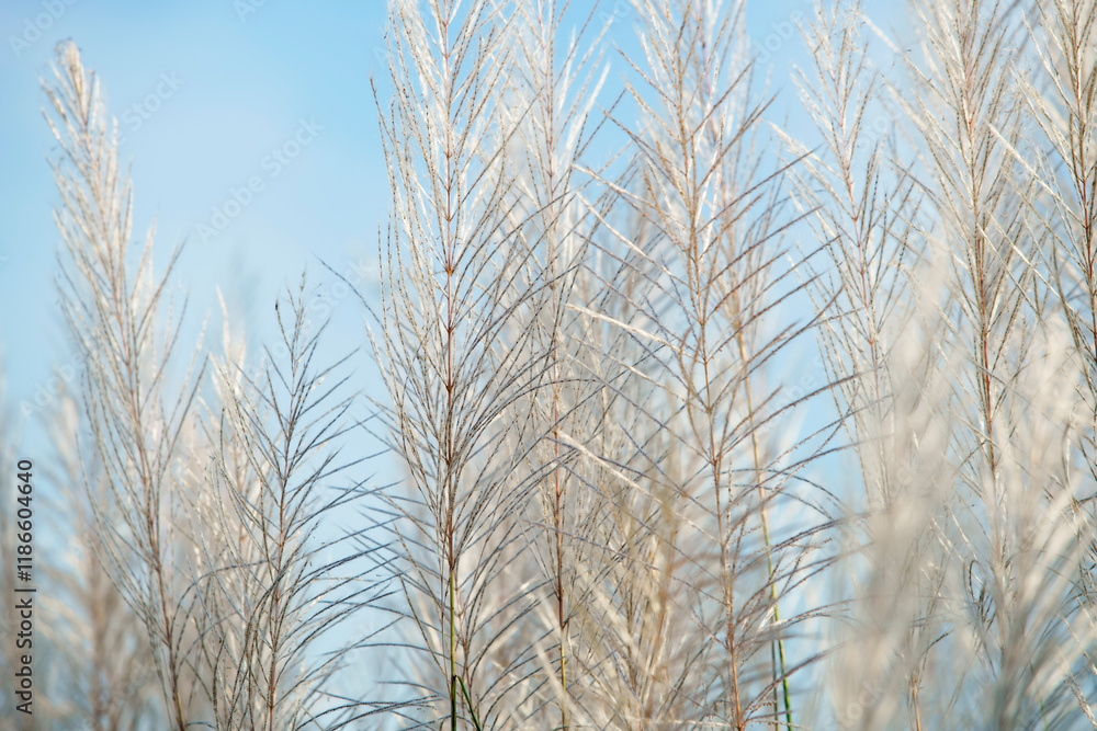 Obraz premium Delicate White Grass Against a Clear Blue Sky on a Sunny Day