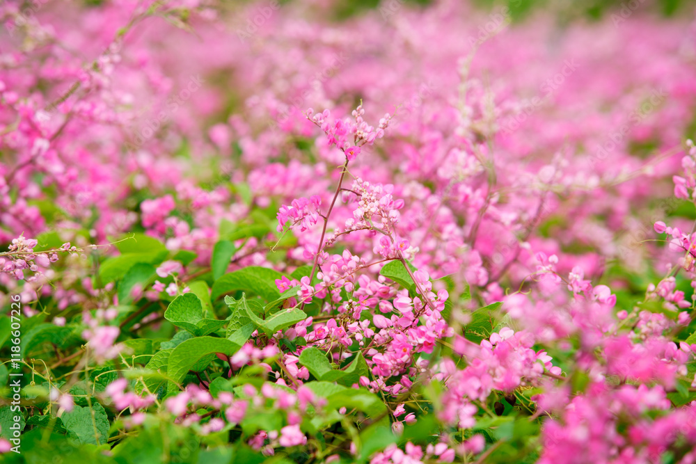 Vibrant Pink Flowers in a Lush Green Landscape During Springtime Vibrant Pink Flowers in a Lush Green Landscape During Springtime