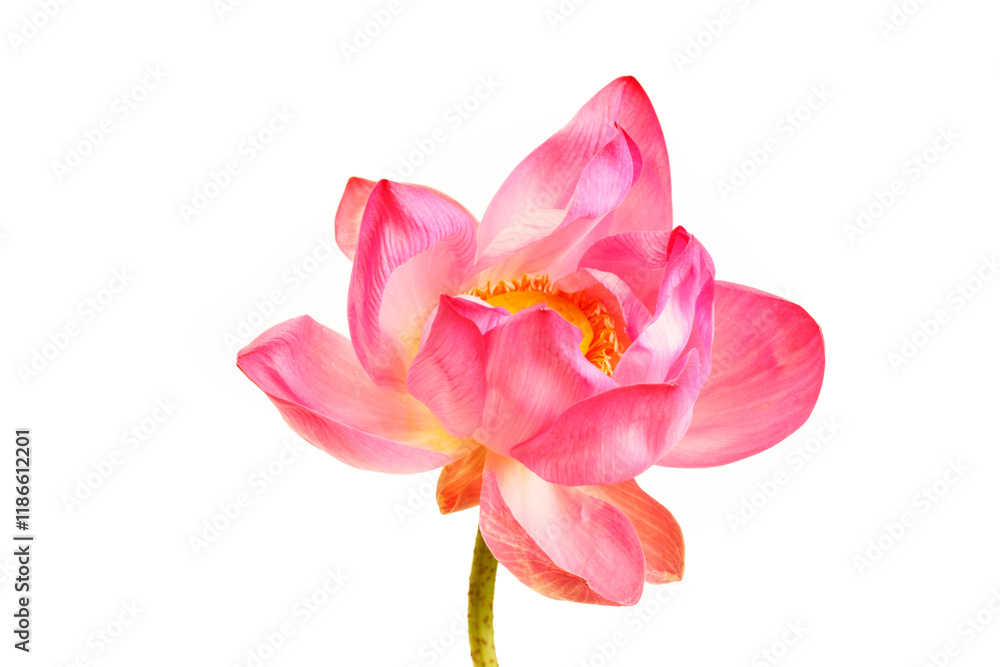 Beautiful Pink Lotus Flower Isolated on White Background Beautiful Pink Lotus Flower Isolated on White Background
