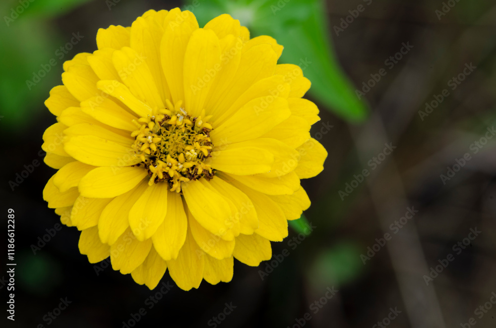 Close up of yellow Portulaca flowers taken after rainy day with customizable space for text or message Close up of yellow Portulaca flowers taken after rainy day with customizable space for text or message