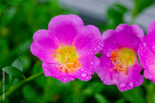 Close up of Portulaca flowers taken after rainy day with customizable space for text or message photo