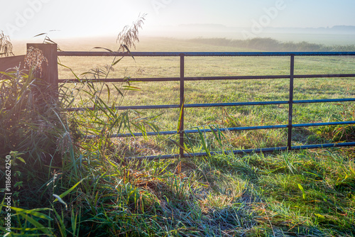 Iron gate in a Dutch polder on an early misty morning in the autumn season. The flowering reed is wet with dew and on the gate hang dewdrops.