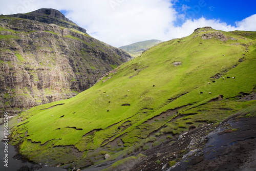 Sheep grazing on a mountain...