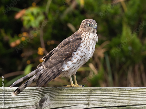 An immature Cooper's Hawk perched up on a fence rail