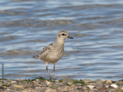 A Black-bellied Plover in basic, non-breeding plumage standing on the tideline with water in the background photo