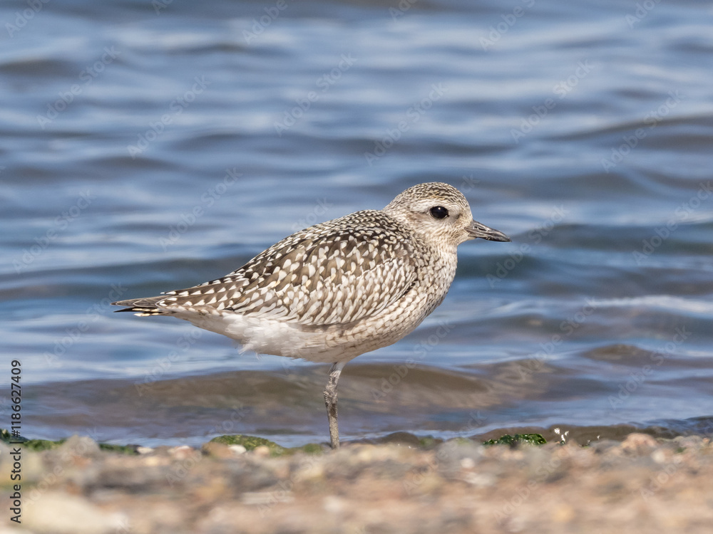 A Black-bellied Plover in basic, non-breeding plumage standing on the tideline with water in the background A Black-bellied Plover in basic, non-breeding plumage standing on the tideline with water in the background