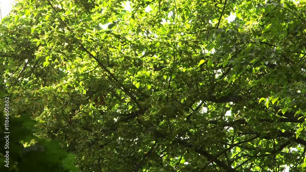 Small birds, Parus and Nuthatch Live in the Foliage of Flowering Linden Tree. Linden for the European Species, and Basswood for North American Species. Lime Trees In Great Britain and Ireland. Small birds, Parus and Nuthatch Live in the Foliage of Flowering Linden Tree. Linden for the European Species, and Basswood for North American Species. Lime Trees In Great Britain and Ireland.