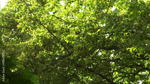 Wallpaper Mural Small birds, Parus and Nuthatch Live in the Foliage of Flowering Linden Tree. Linden for the European Species, and Basswood for North American Species. Lime Trees In Great Britain and Ireland.  Torontodigital.ca