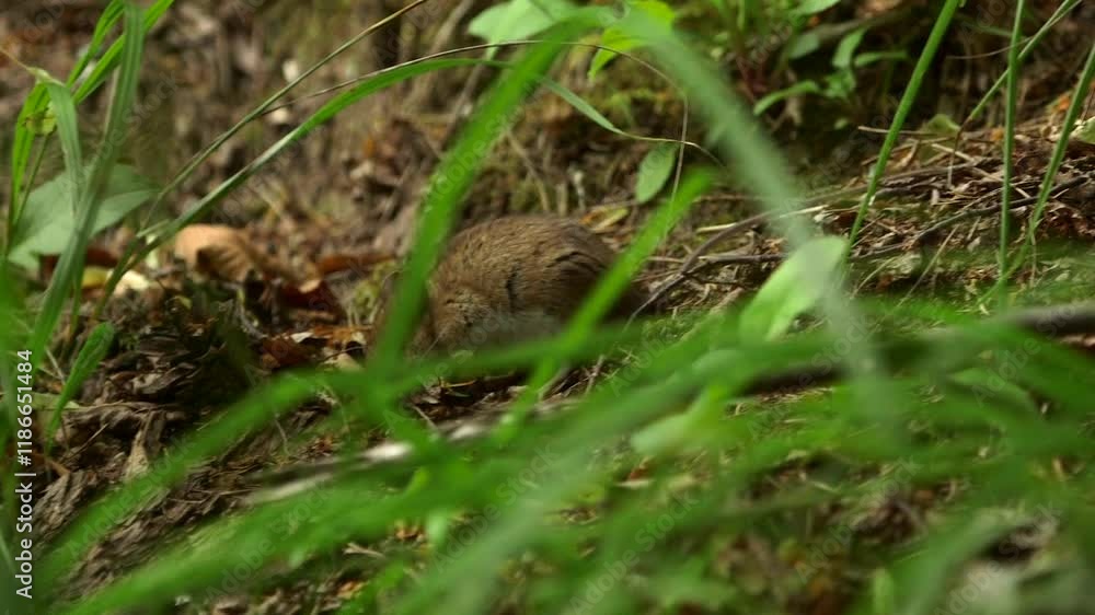 Cute, Brown Mouse Searches for Food Among the Needles and Leaves in the Forest. A Mouse is a Small Rodent. Mice have a Pointed Snout, Small Rounded Ears, a Body-Length Tail, and a High Breeding Rate. Cute, Brown Mouse Searches for Food Among the Needles and Leaves in the Forest. A Mouse is a Small Rodent. Mice have a Pointed Snout, Small Rounded Ears, a Body-Length Tail, and a High Breeding Rate.