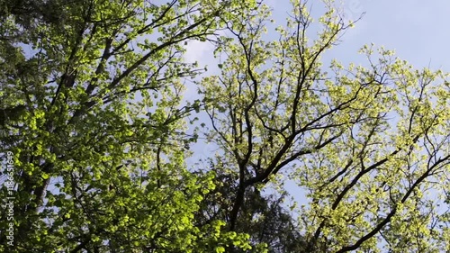 Large Branches and Foliage of a Large Flowering Linden Tree in the Forest. Linden for the European Species, and Basswood for North American Species. Lime Trees In Great Britain and Ireland. 