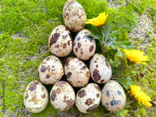 quail eggs in the grass photo