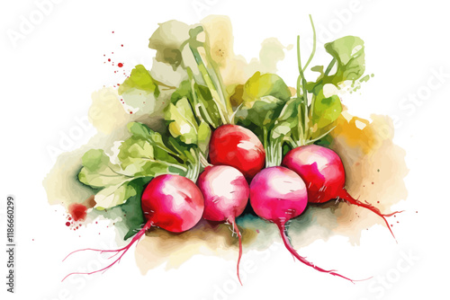 Watercolor radish. Food background.