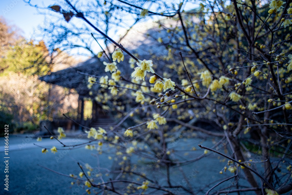 鎌倉2501 妙本寺10 蠟梅 鎌倉2501 妙本寺10 蠟梅