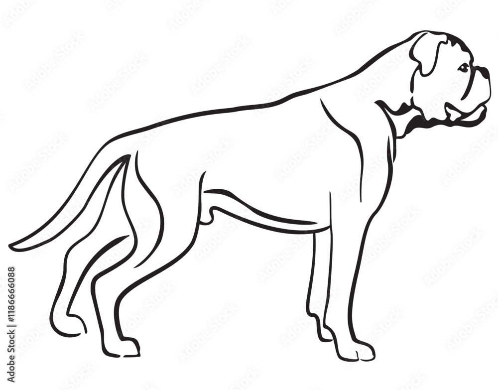 Fototapeta premium Boxer Dog Standing Side View Isolated Vector Line Art