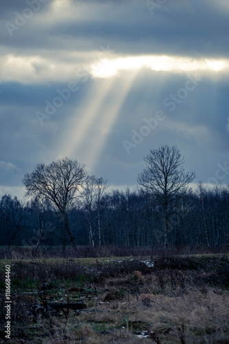 Sunbeams through clouds, leafless trees