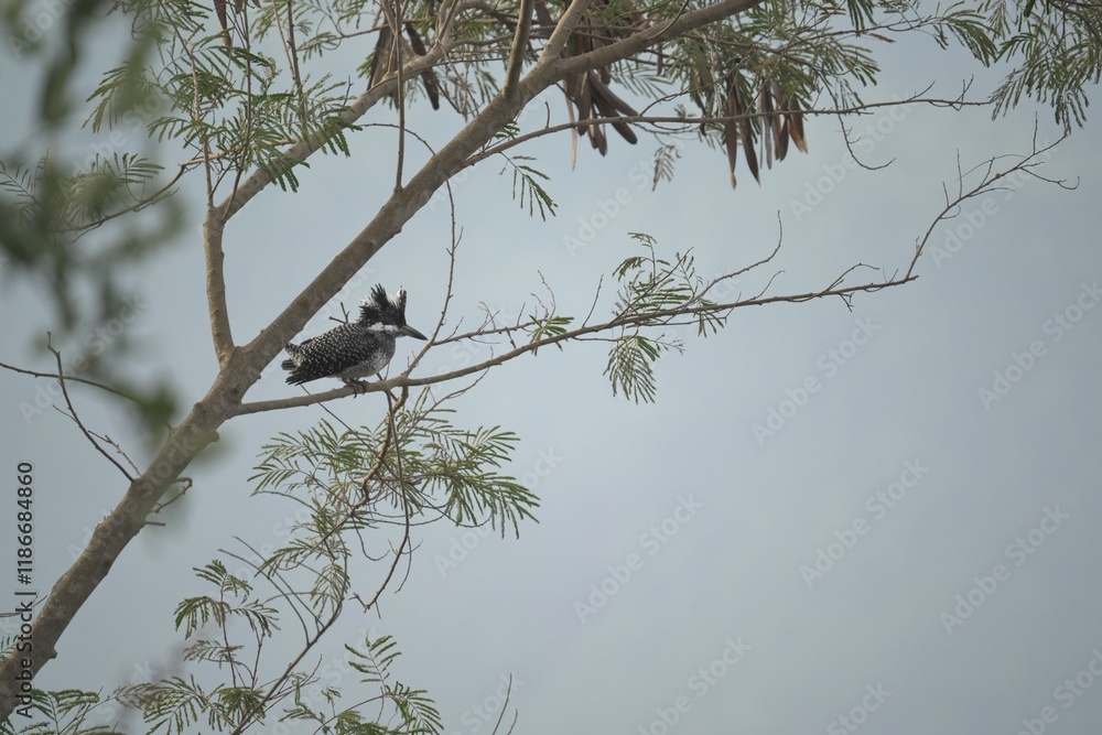 Crested Kingfisher Crested Kingfisher