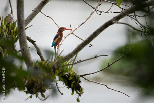 White-throated Kingfisher perching on a branch with a beautiful background of leaves in Taiping Lake Garden photo