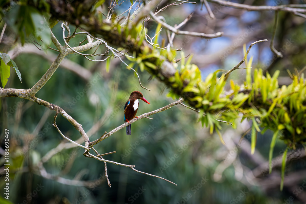 White-throated Kingfisher perching on a branch with a beautiful background of leaves in Taiping Lake Garden White-throated Kingfisher perching on a branch with a beautiful background of leaves in Taiping Lake Garden