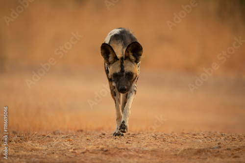 African wild dog trots towards the camera photo