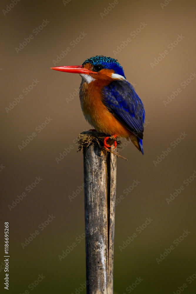 Fototapeta premium Malachite kingfisher stares ahead on cracked post