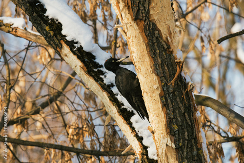 black woodpecker on a tree