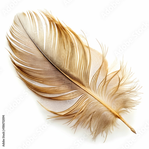 A single feather with intricate details, laid on a smooth surface