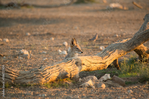 A jackal illuminated by the setting sun in the Kalahari bush looks at attention towards the horizon hidden behind a tree trunk photo