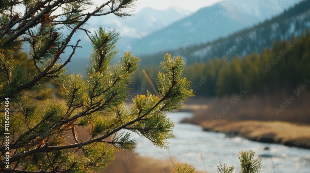 Pine Branches with River and Forest Background Set Against Siberian Mountains.