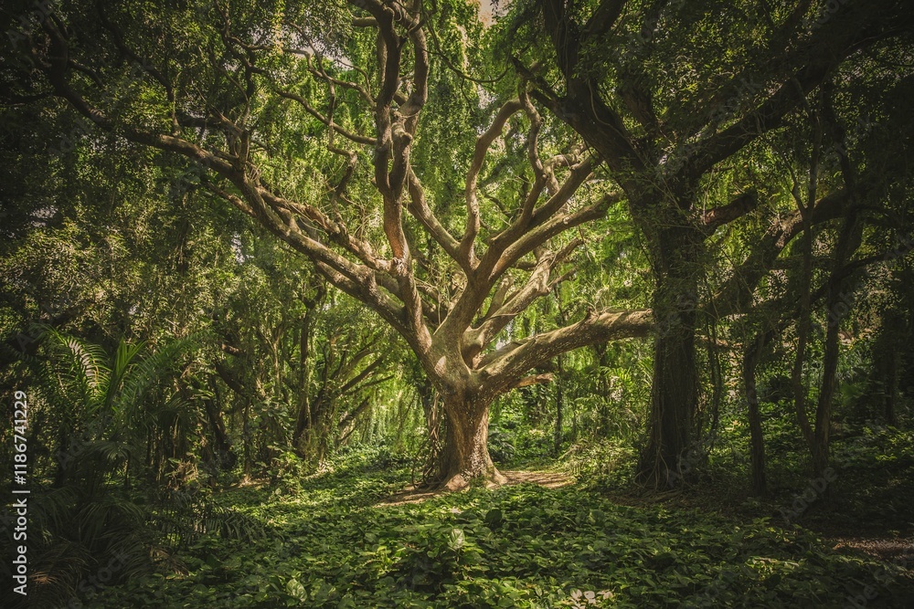 Naklejka premium Tree's in the Forest.
