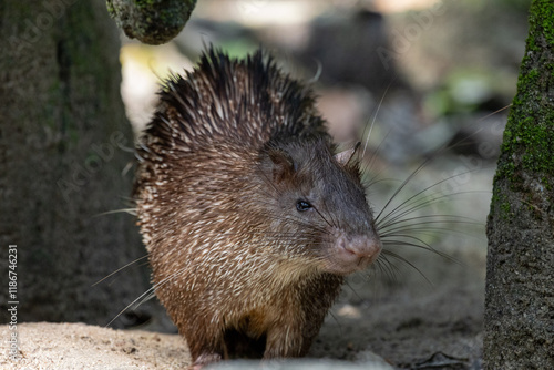 Close up Portrait of a cute Brush-tailed Porcupine in Taiping Zoo photo