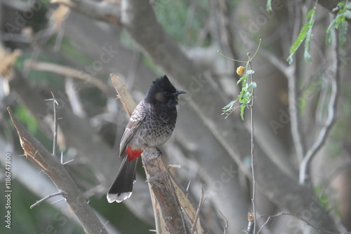 Red vented bulbul photo