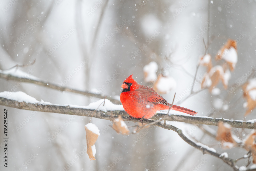 Northern cardinal in a snowstorm