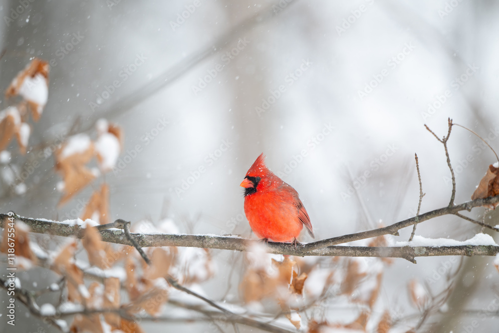 Northern cardinal in a snowstorm