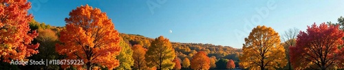 Wallpaper Mural Dense foliage of oak trees against a clear blue sky, fall colors, nature scenery Torontodigital.ca