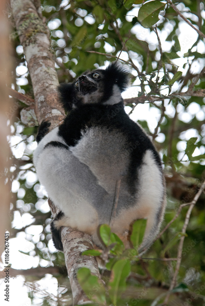 Fototapeta premium Lemur indri, Indri indri, Madagascar